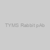 TYMS Rabbit pAb